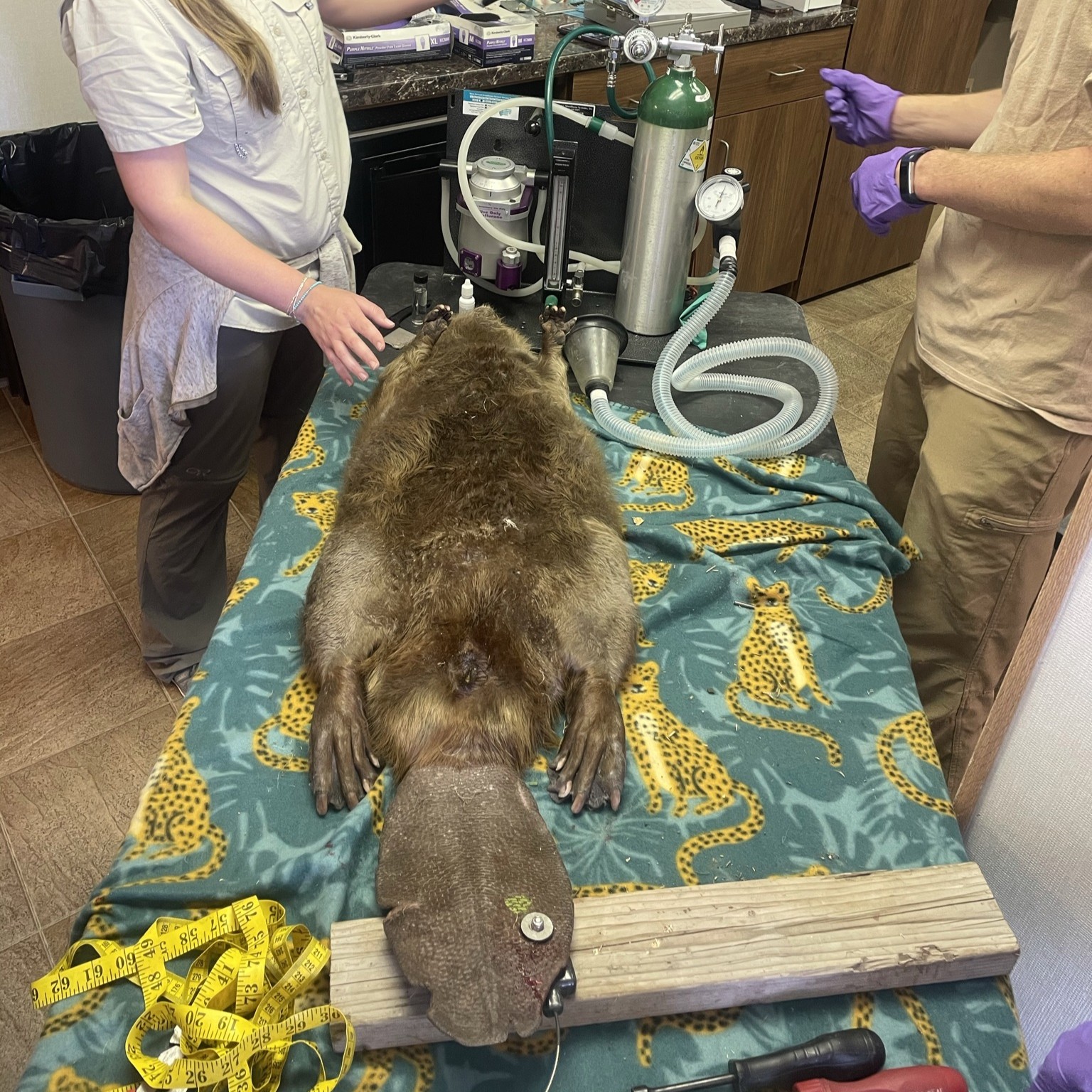 Beaver on a table for sedative administration