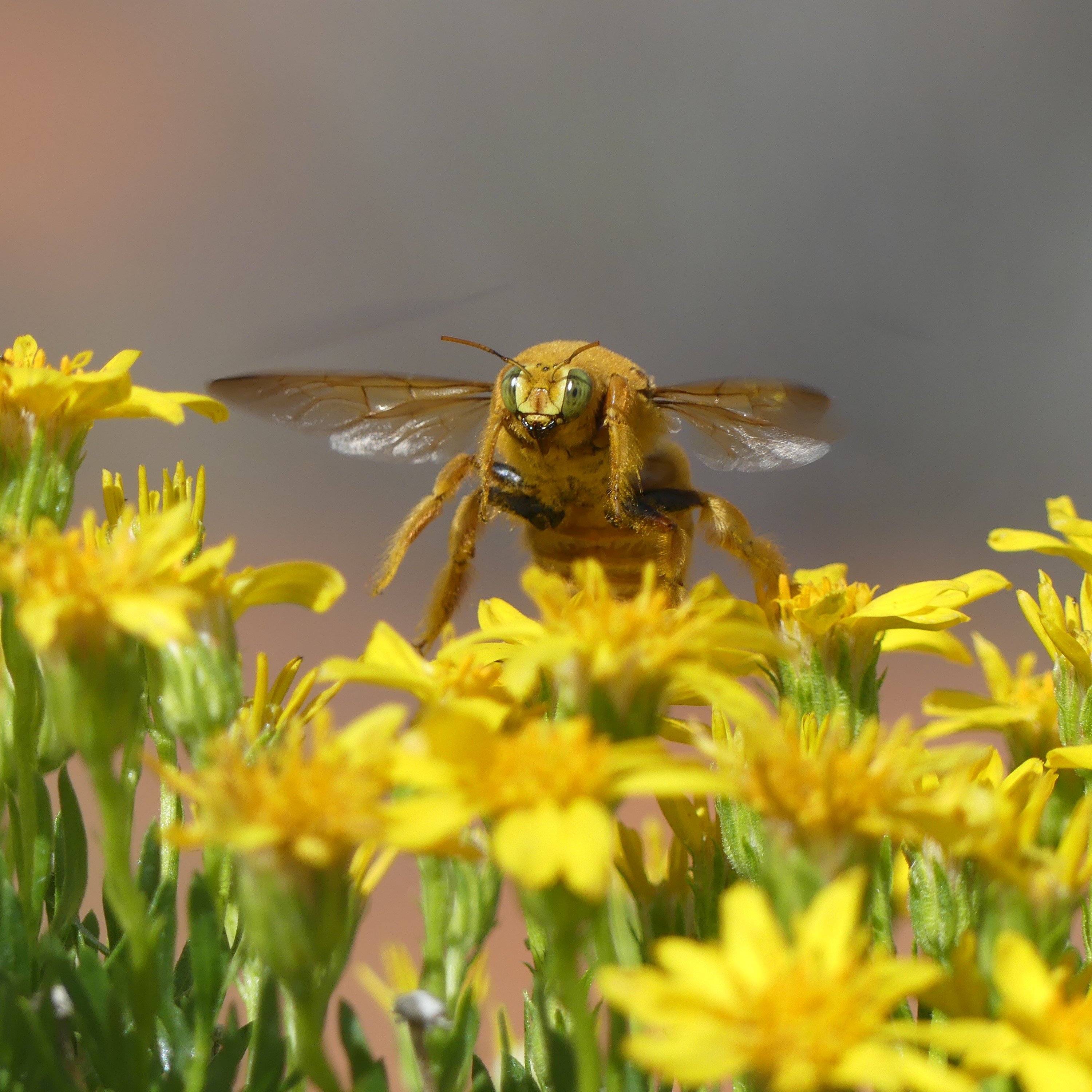 up close image of a bee pollinating yelllow flowers