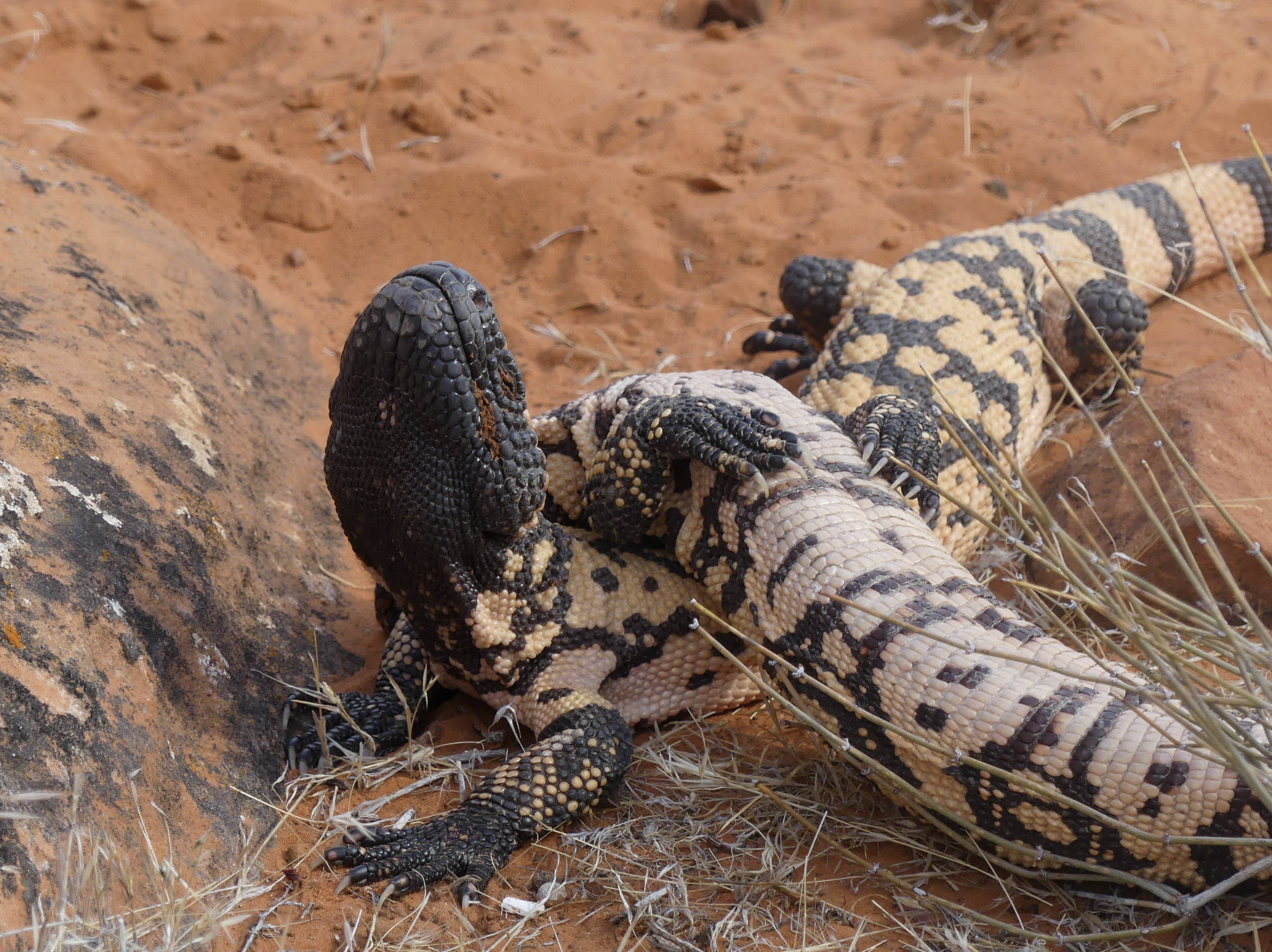 Male Gila monsters in combat