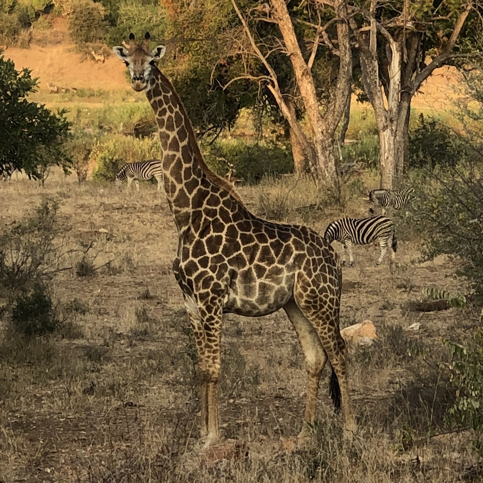 Giraffe in the wild
