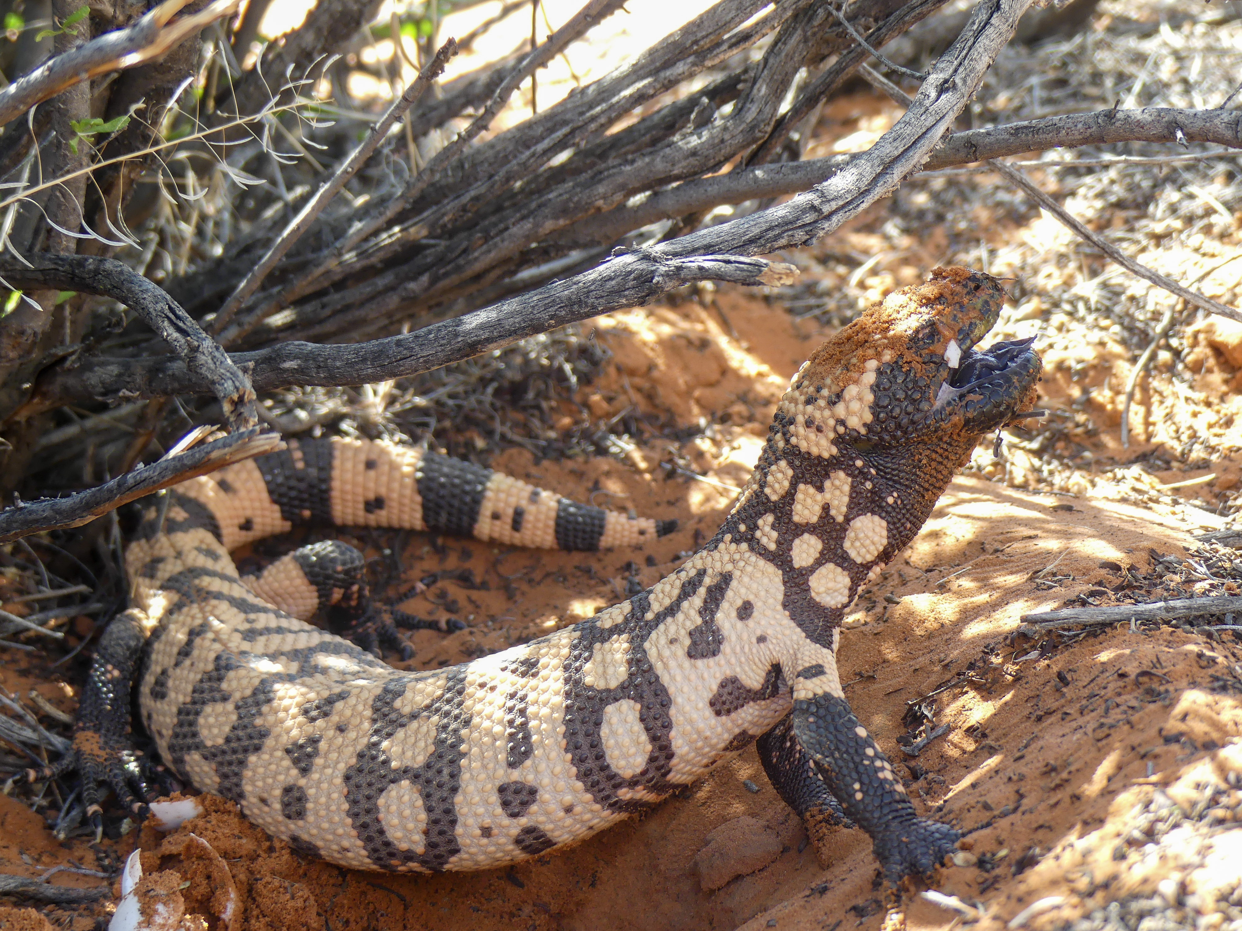 Gila monster eating tortoise eggs