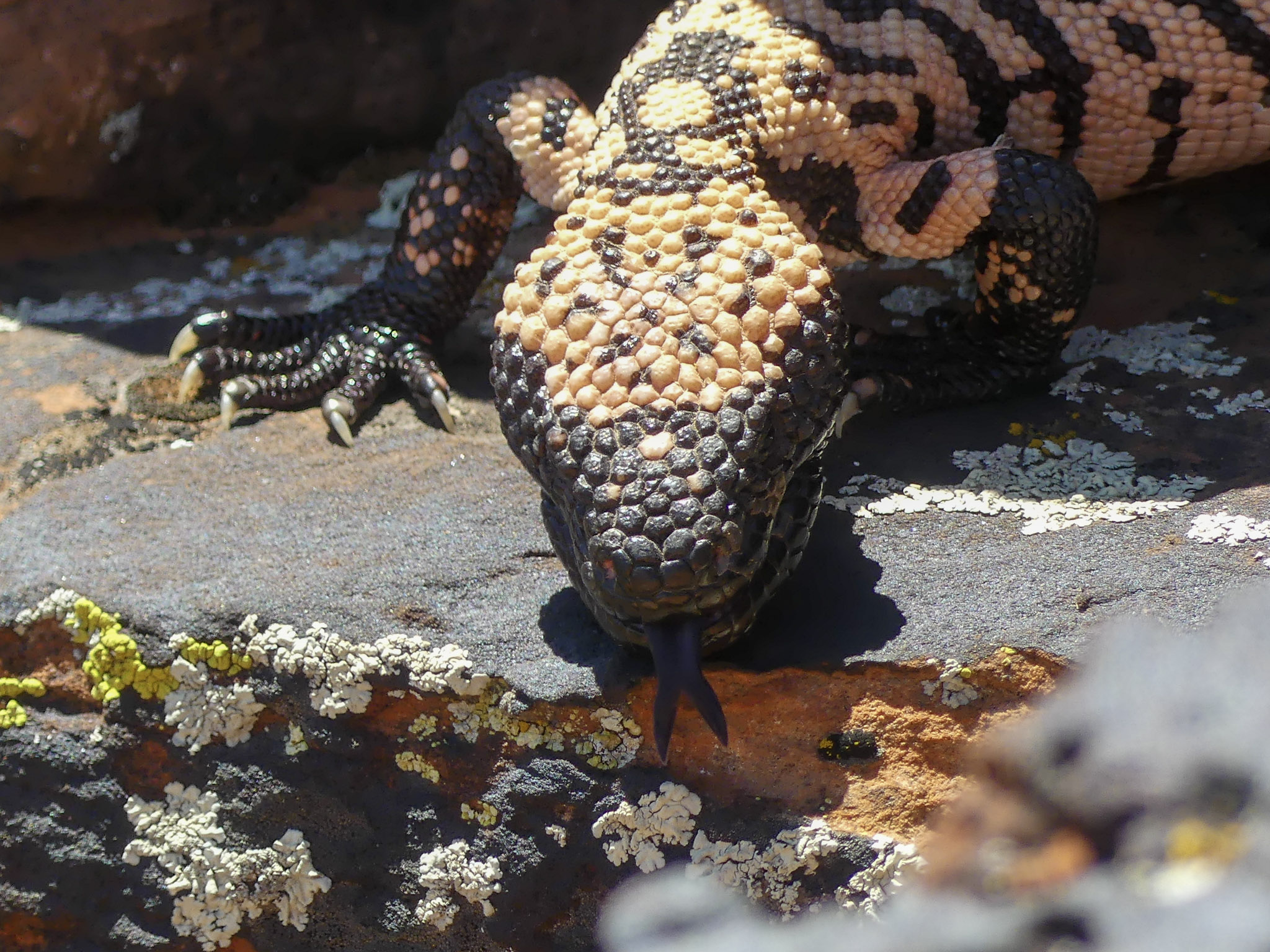 up close Gila monster