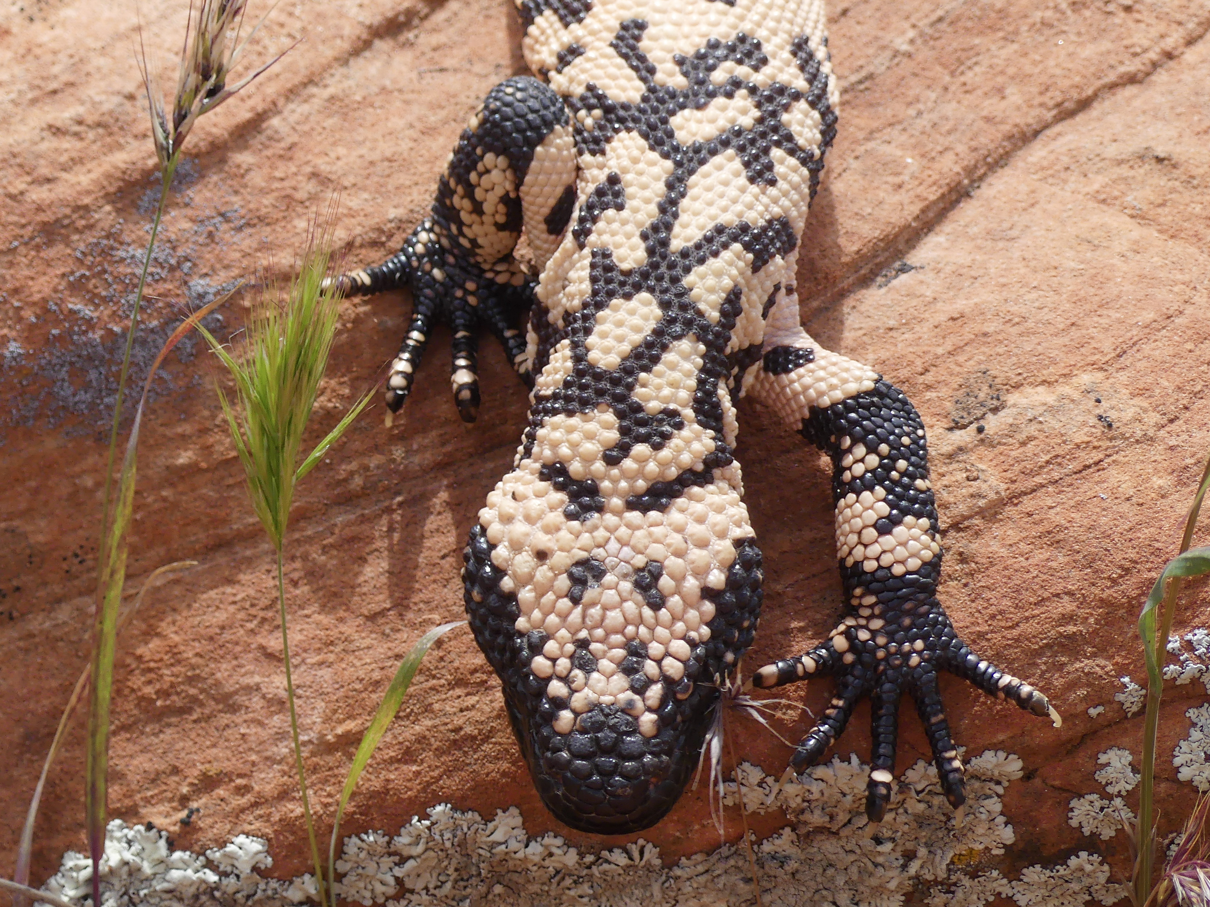 Gila monster climbing down a rock wall with lichen
