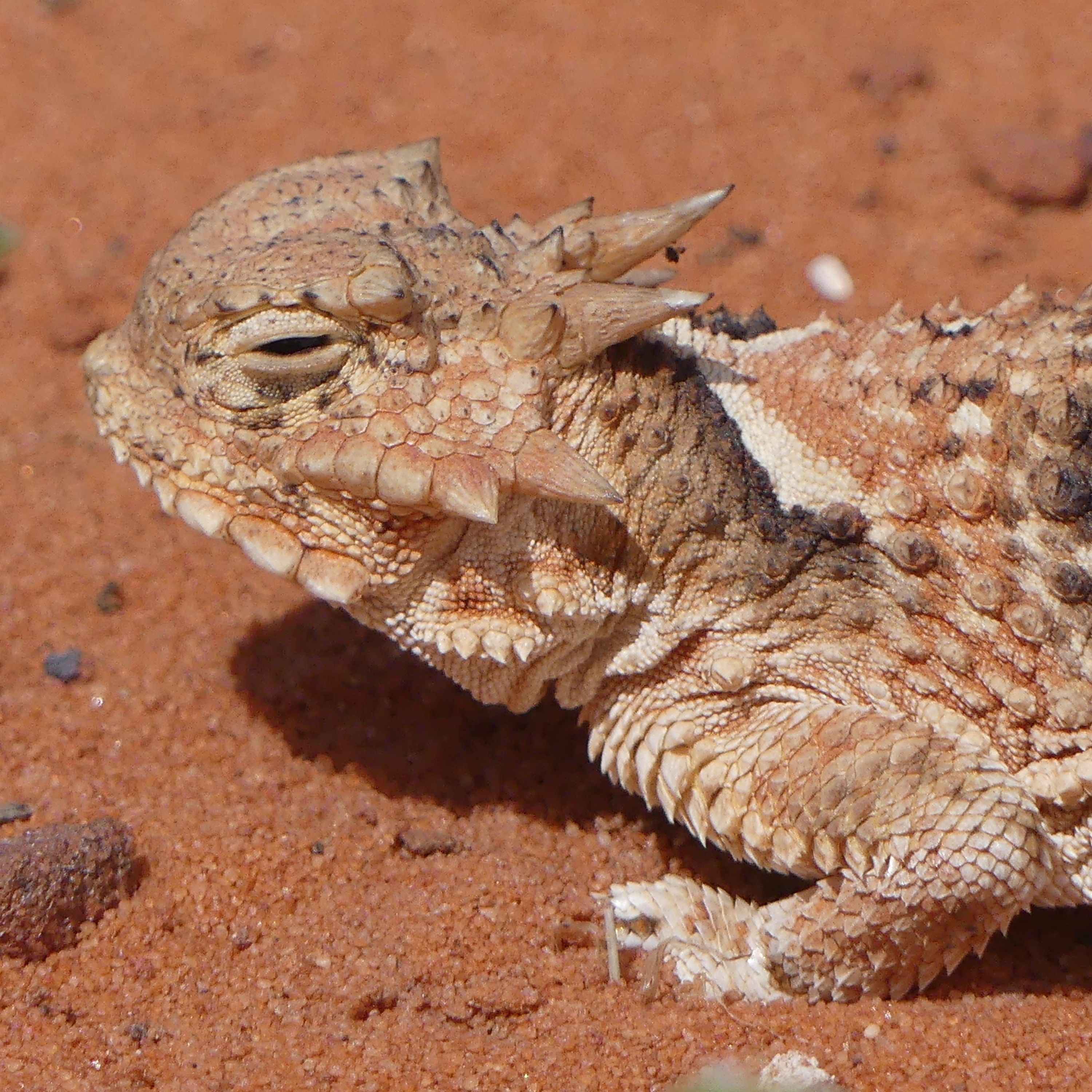 Horned lizard in the sand