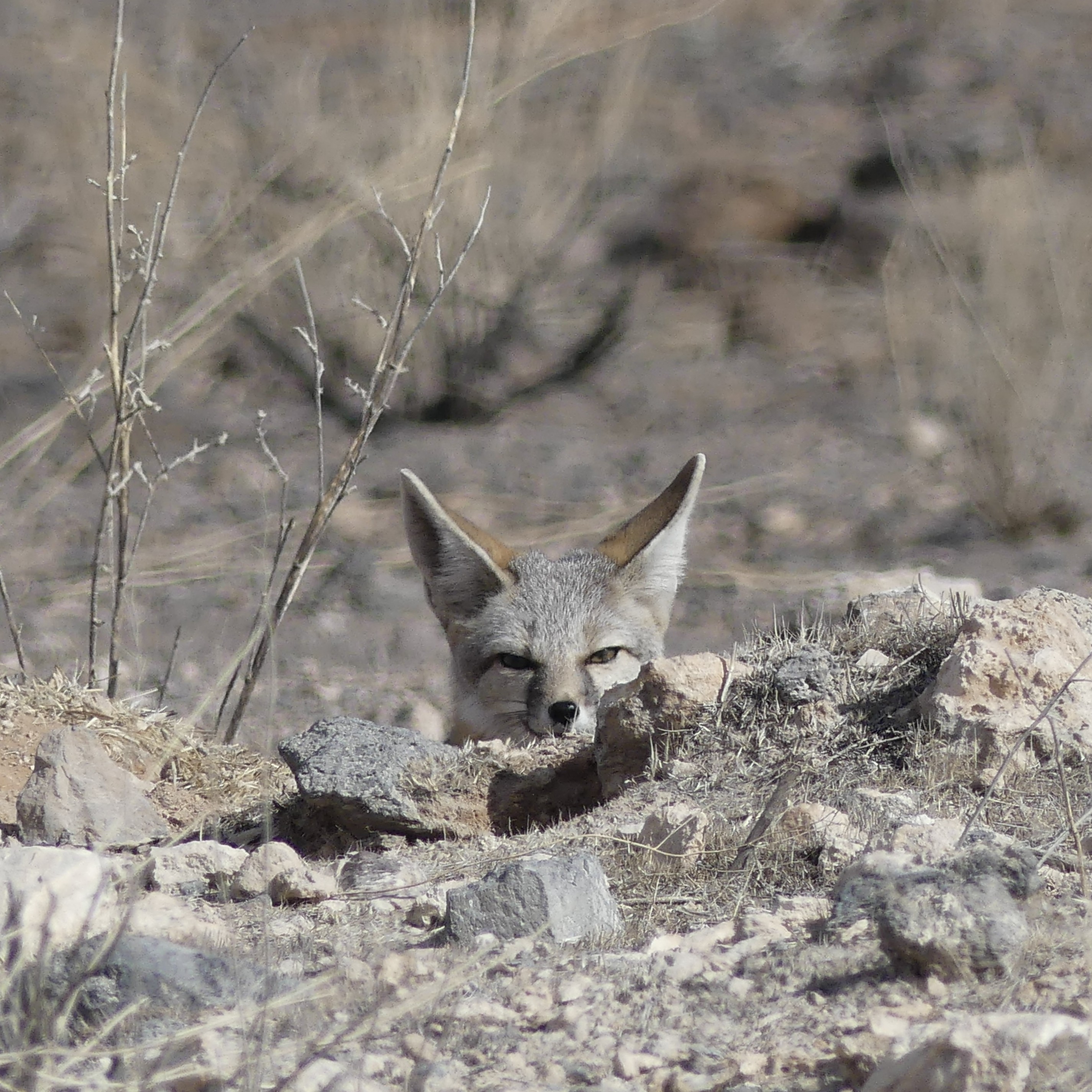 Kit fox peeking out near its den