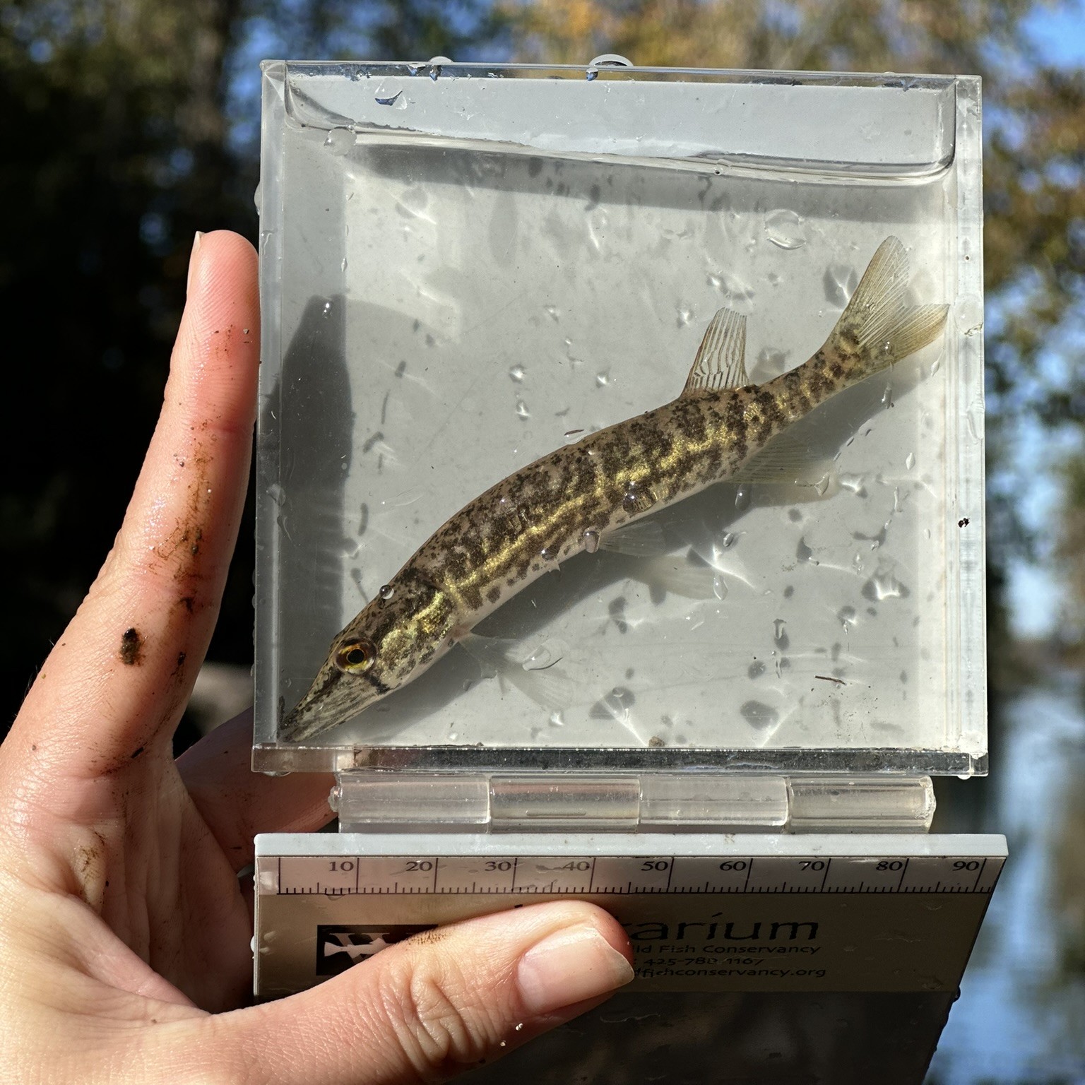 Juvenile pike in a photarium