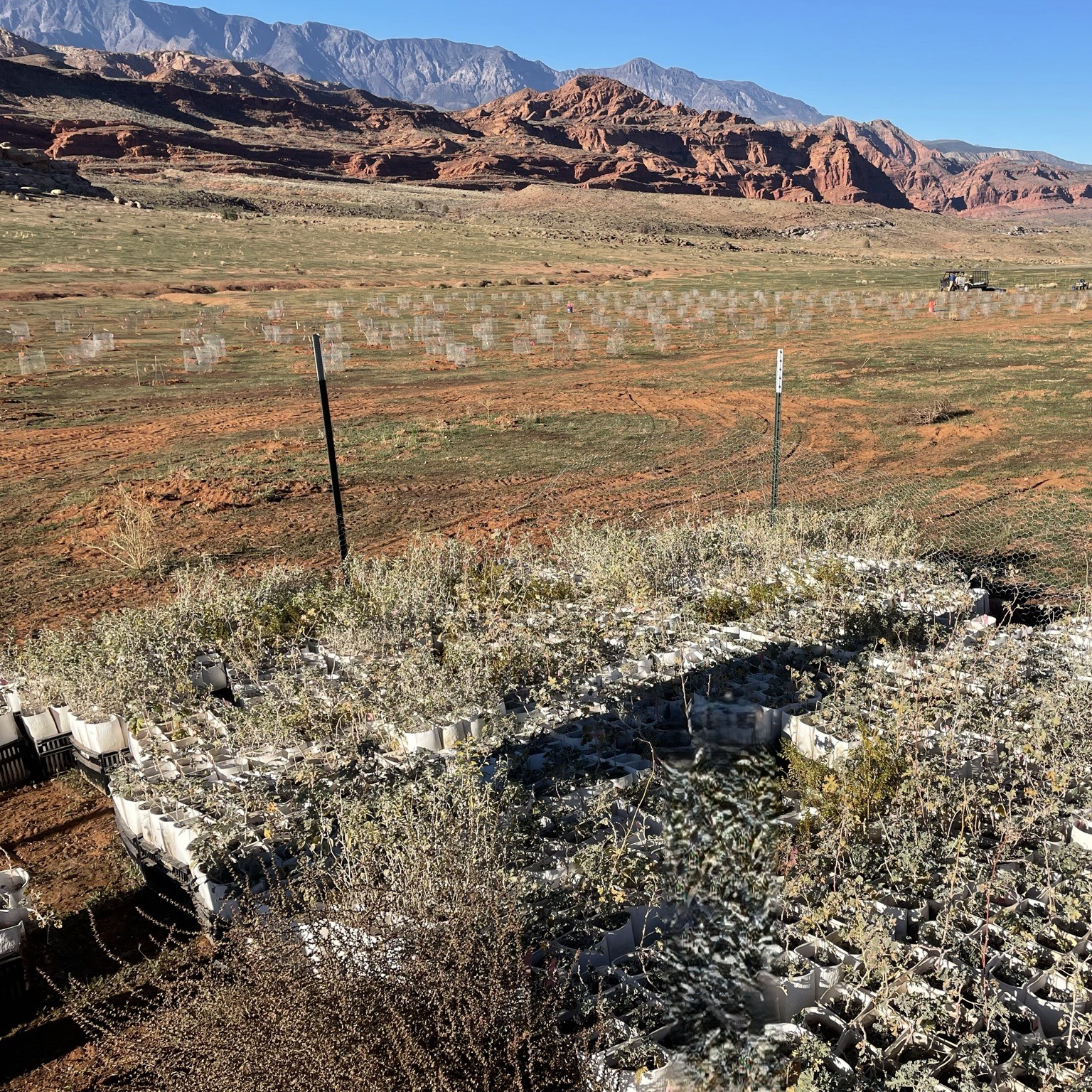 Native plants set out to be planted