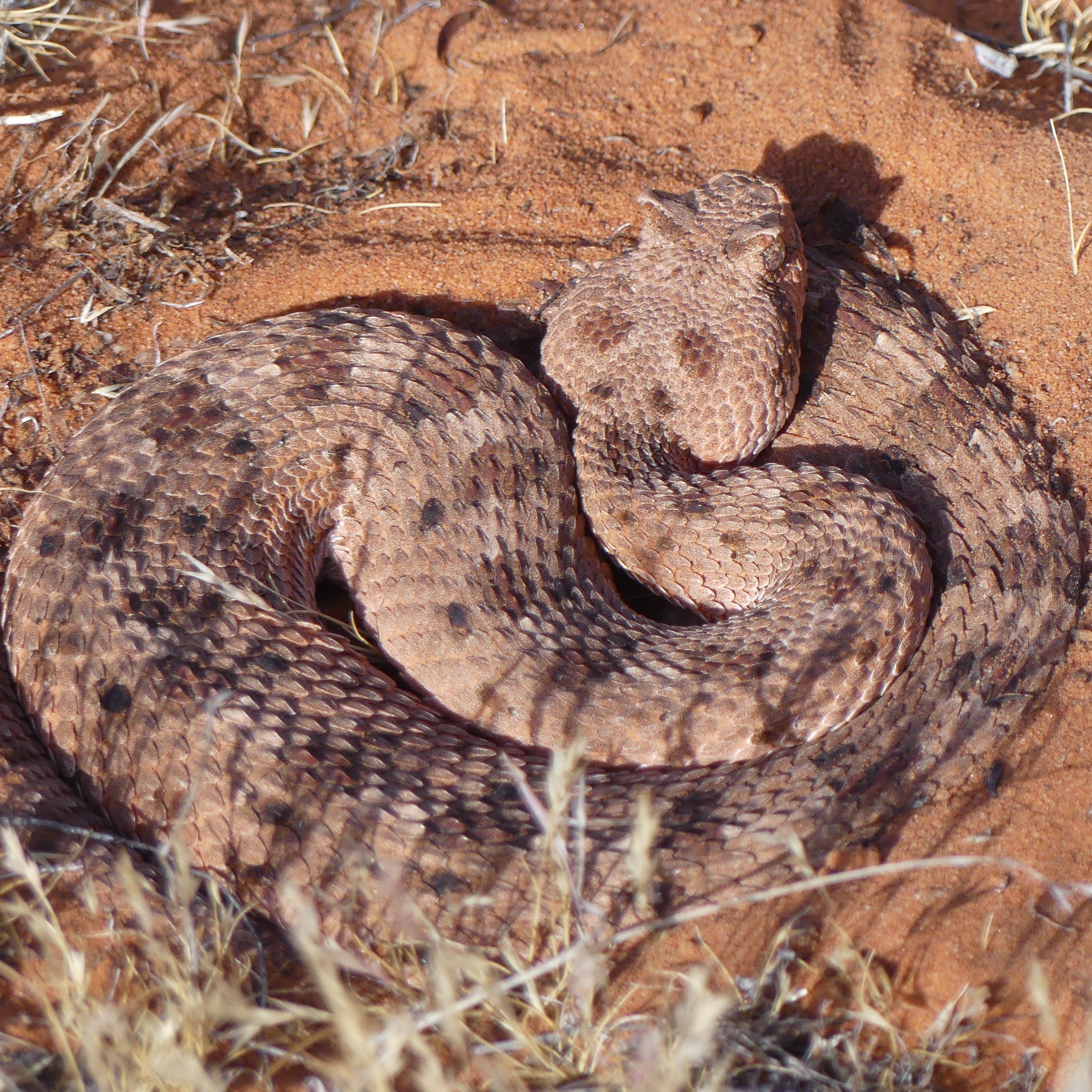 Mojave rattlesnake in the sand