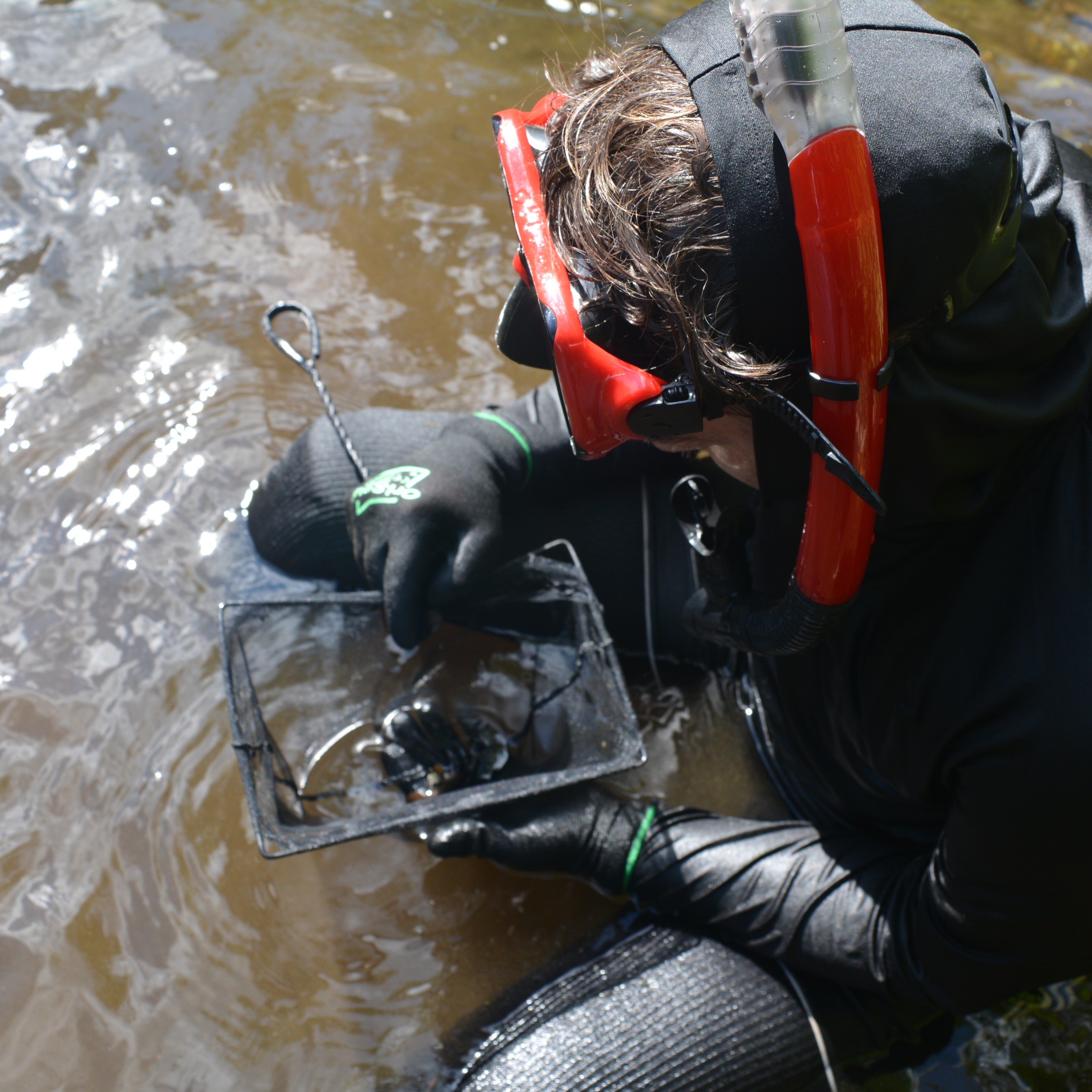 Eagle eye shot looking at a fish in a dip net, snorkeling