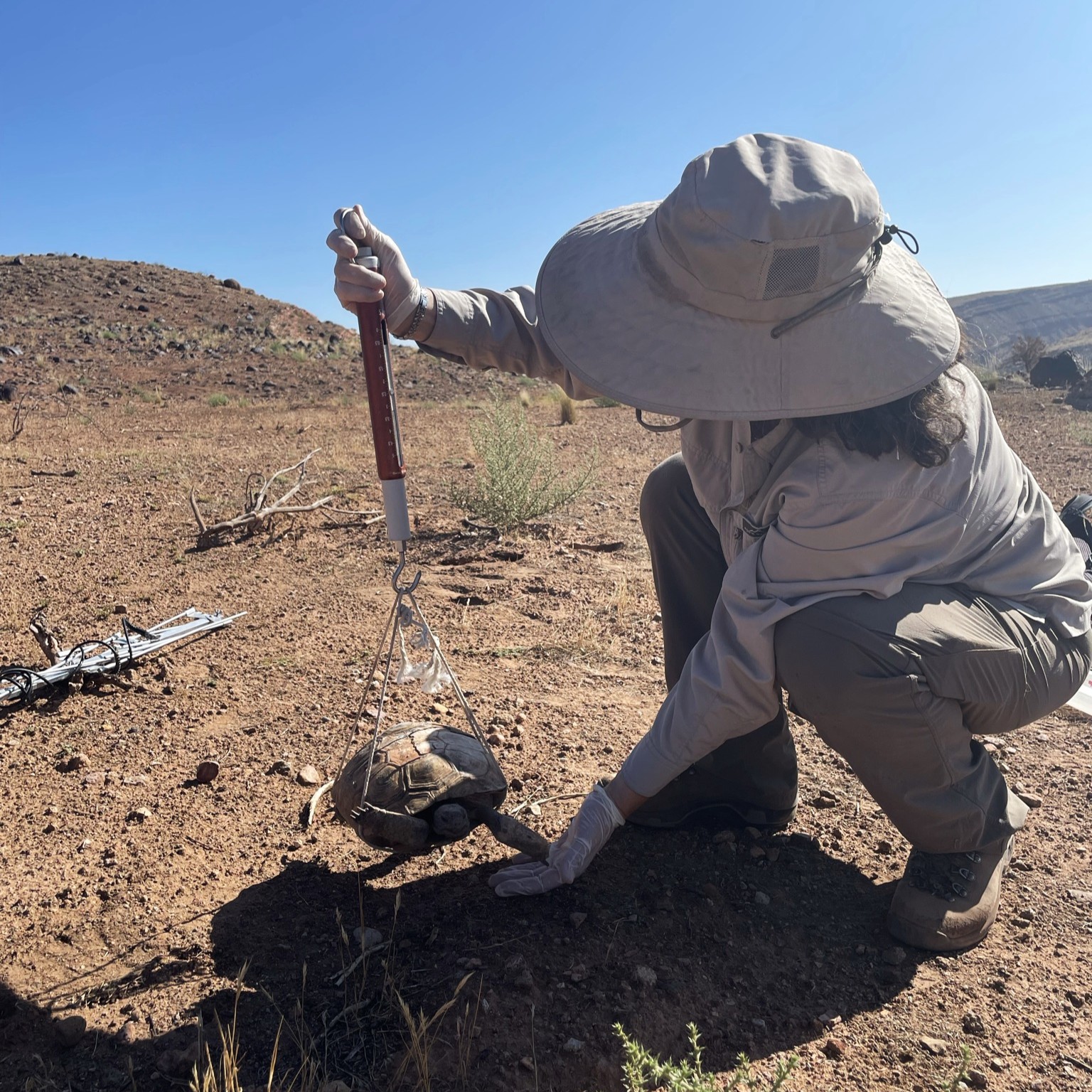 Weighing a desert tortoise