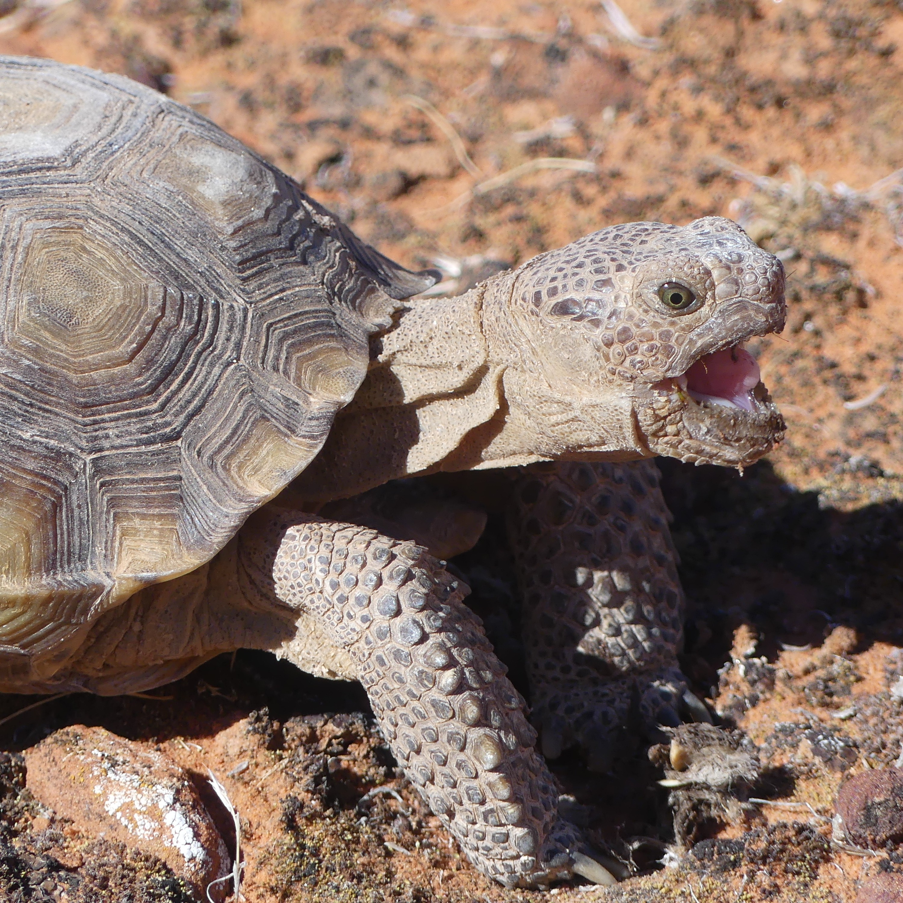 Desert tortoise in the field