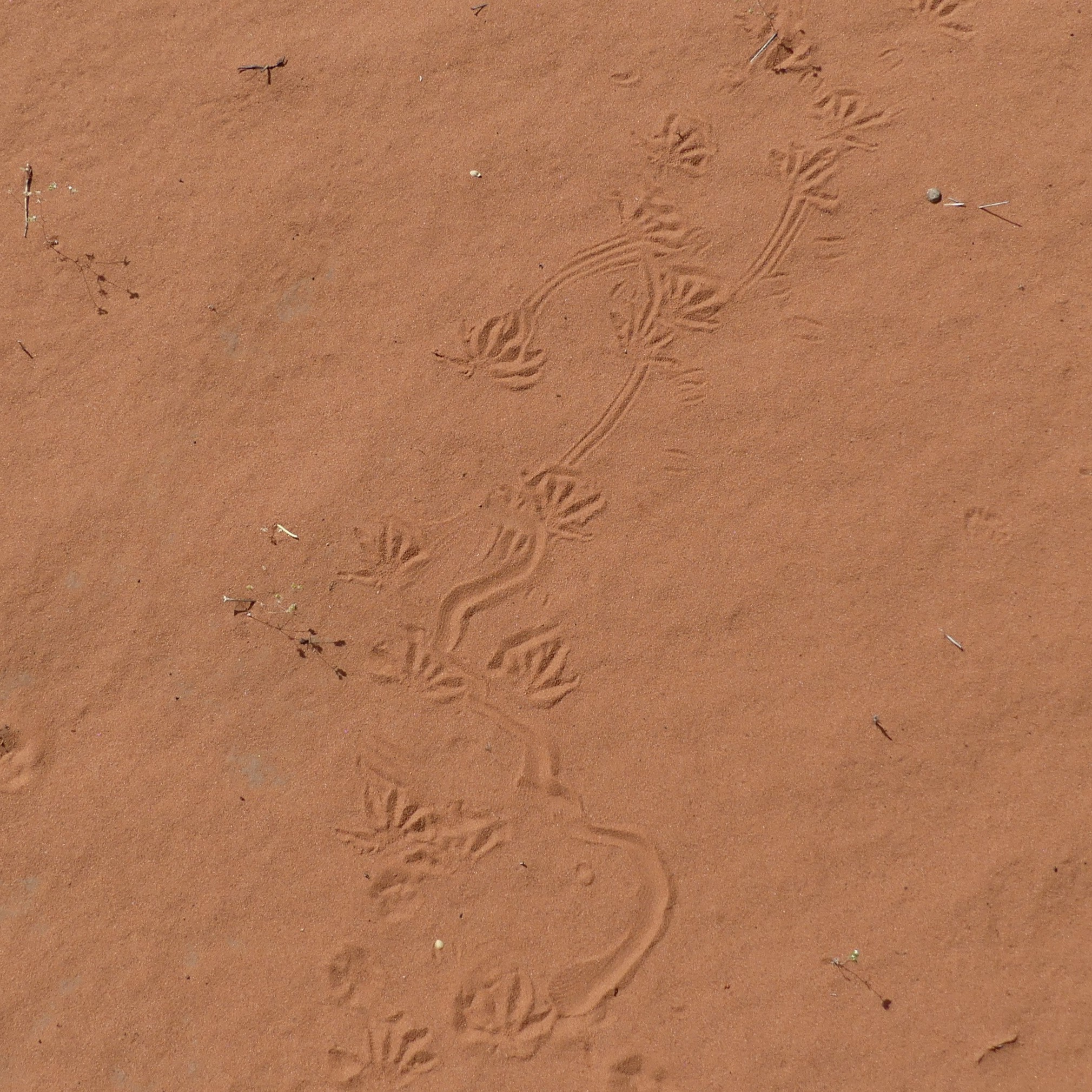 Gila monster tracks in the sand