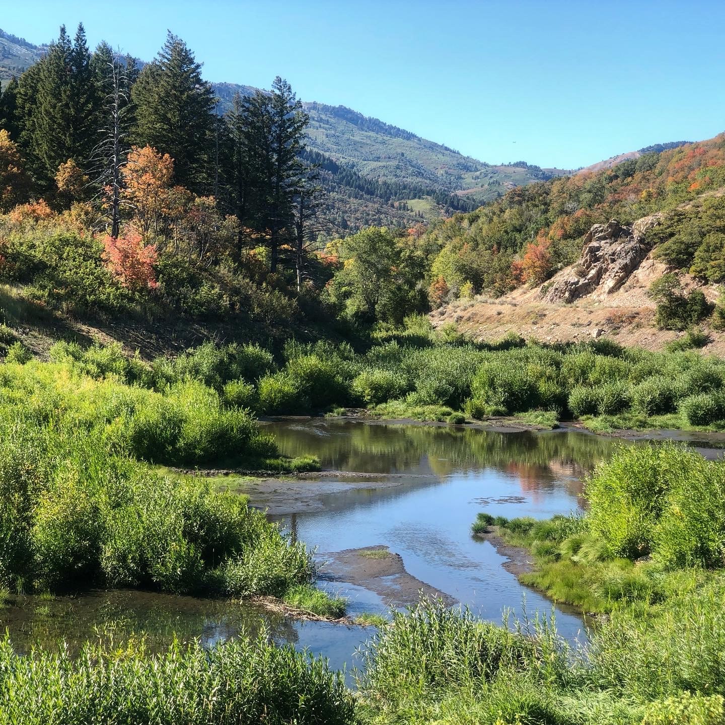 Forest river habitat